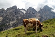 35 Da sfondo le Pale di San Martino